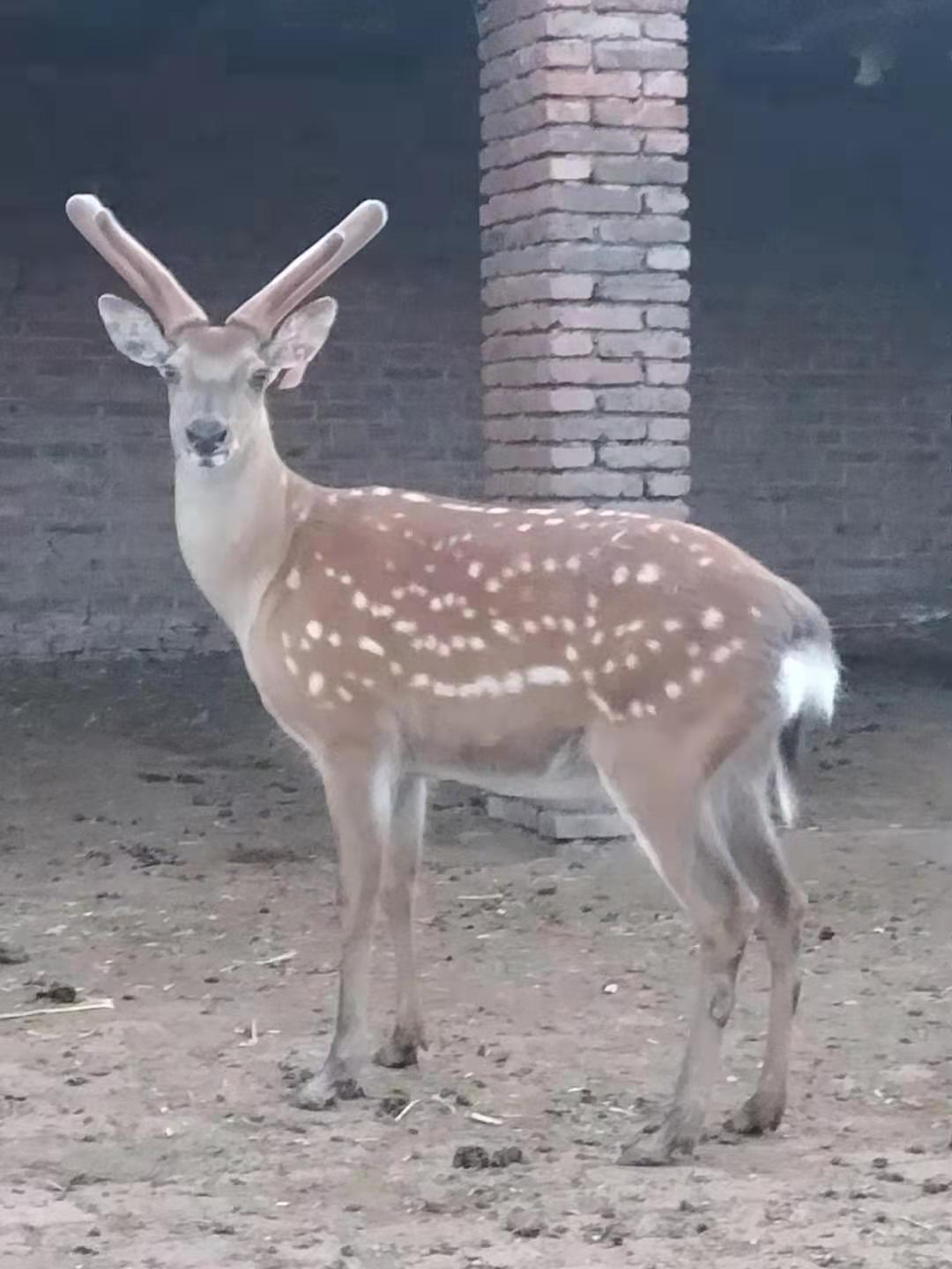 鹿3.jpg