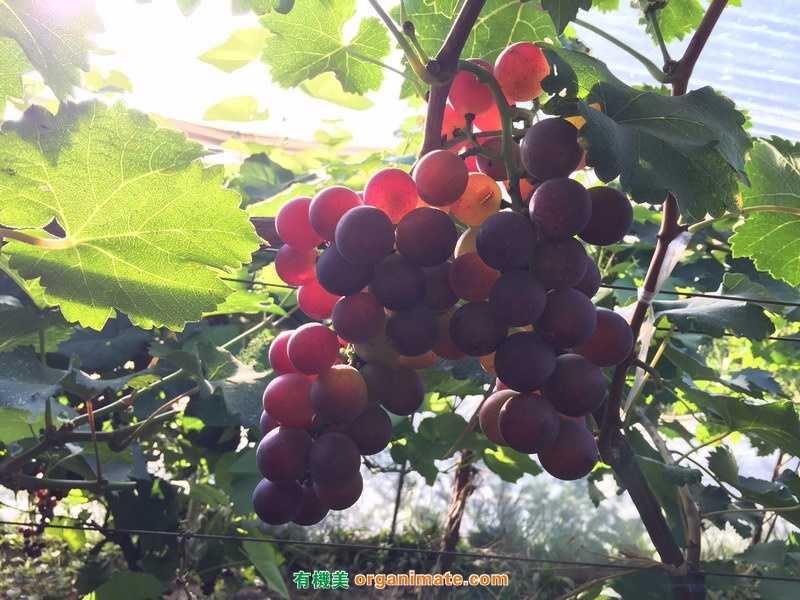 亚联微生物肥Bio 1 One在辽西地区大有可为